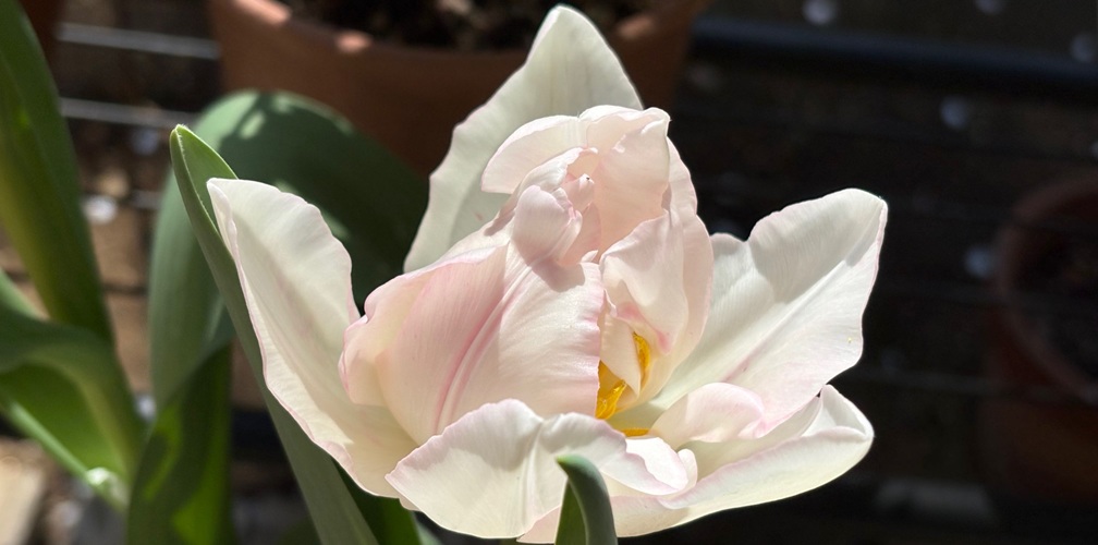 ヘッダー・イメージ